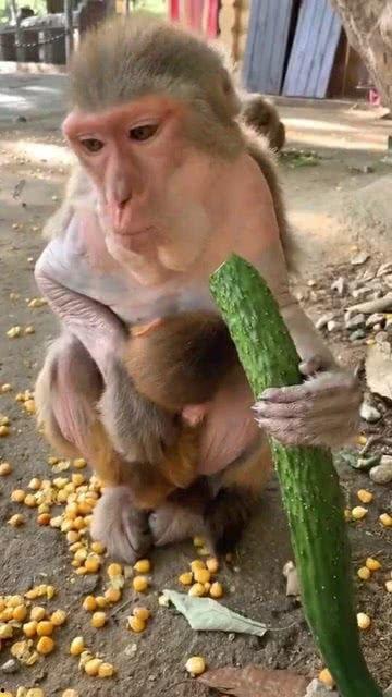 道具吃瓜猴,揭秘神秘道具背后的神奇力量