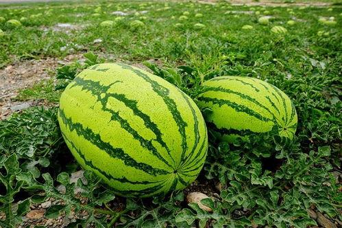 随军吃大瓜,大瓜美食之旅