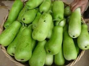 葫芦瓜儿童吃,营养美味，健康成长必备