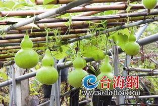 葫芦瓜儿童吃,营养美味，健康成长必备