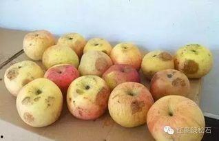 葫芦瓜儿童吃,营养美味，健康成长必备