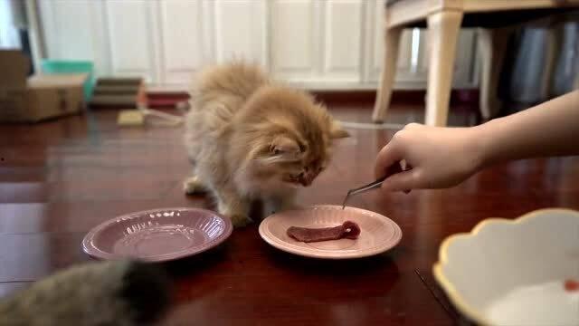 小瓜吃货3,美食探险之旅，解锁味蕾新境界