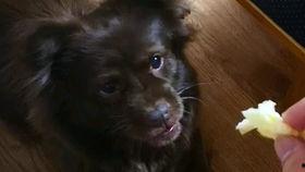 吃瓜前线的狗,揭秘狗界风云