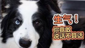 吃瓜前线的狗,揭秘狗界风云