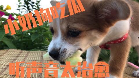 吃瓜前线的狗,揭秘狗界风云