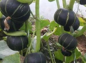 银板栗瓜怎么吃,解锁美味新境界