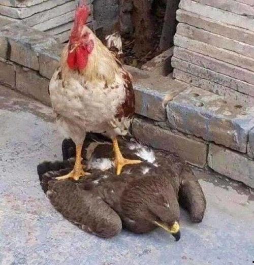 大鹅吃瓜头像,笑谈世间百态