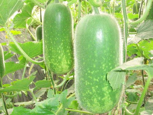 男子偷瓜吃瓜详情,男子深夜作案，瓜田惊现神秘身影