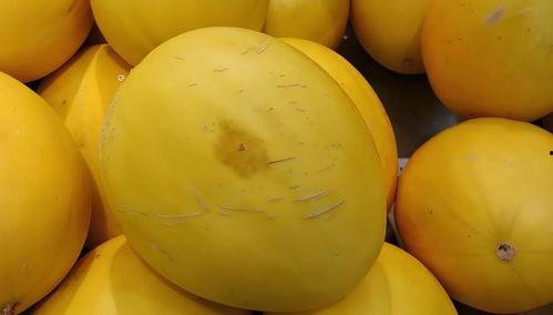 吃瓜黄色瓜最新,探寻网络热词背后的文化现象