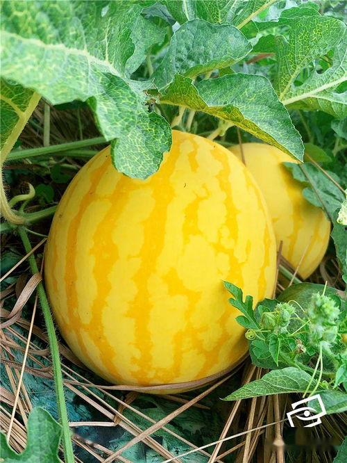 吃瓜吃黄金,探寻吃瓜与财富的奇妙交融