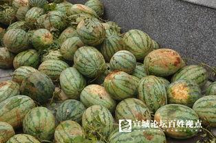 宣城大师吃瓜,一场别开生面的吃瓜盛宴