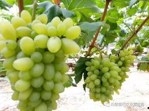 吃瓜群众葡萄,揭秘娱乐圈背后的秘密