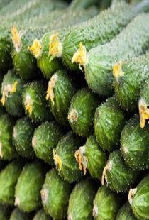 孕妇可以吃葫瓜,孕妇适量食用葫瓜的益处与建议