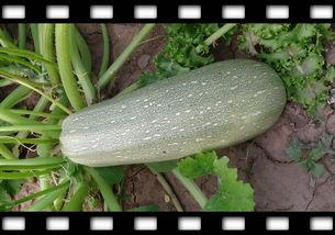 四角瓜怎么吃,探索美味与营养的完美结合