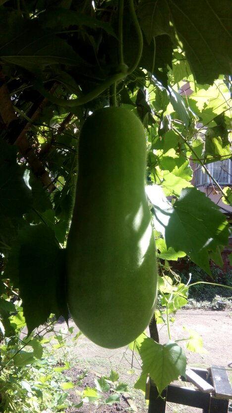 吃瓜系统人物,人物关系与事件背后的真相