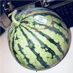 网红古装吃瓜,网红古装美食探秘记