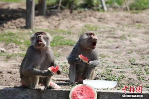 吃瓜动物园俱乐部,趣味横生的动物世界盛宴