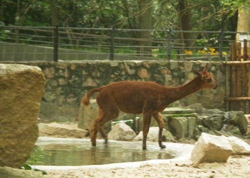 吃瓜动物园俱乐部,趣味横生的动物世界盛宴