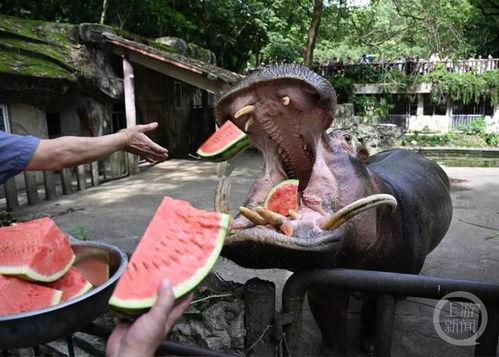 吃瓜动物园俱乐部,趣味横生的动物世界盛宴