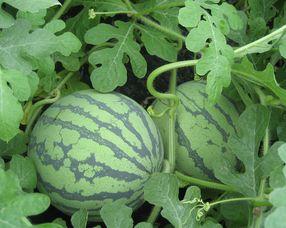 怀孕可以吃浮水瓜,浮水瓜助力健康孕育