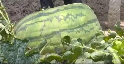 吃瓜风水,瓜果飘香中的家居运势秘密 第3张 吃瓜风水,瓜果飘香中的家居运势秘密 第3张