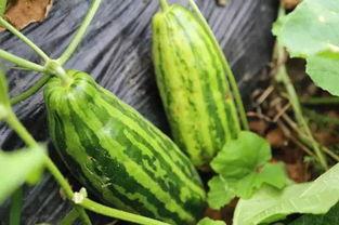 买瓜吃瓜啥意思,揭秘瓜界风云与人间百态  第2张