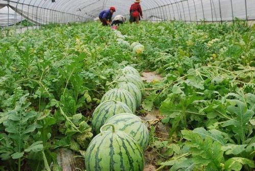 23年全部吃瓜,2023年度娱乐圈吃瓜大事件盘点 第3张 23年全部吃瓜,2023年度娱乐圈吃瓜大事件盘点 第3张