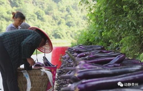 贵州捧瓜怎么吃  第1张