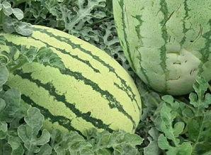 贵州捧瓜怎么吃  第2张