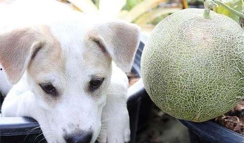 狗狗可以吃哈密瓜,哈密瓜的甜蜜诱惑 第1张 狗狗可以吃哈密瓜,哈密瓜的甜蜜诱惑 第1张