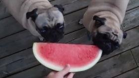 狗狗可以吃哈密瓜,哈密瓜的甜蜜诱惑 第2张 狗狗可以吃哈密瓜,哈密瓜的甜蜜诱惑 第2张