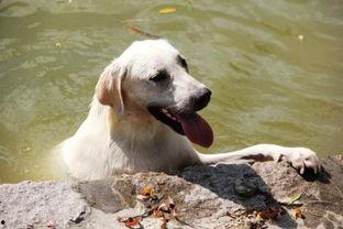 狗狗可以吃哈密瓜,哈密瓜的甜蜜诱惑 第3张 狗狗可以吃哈密瓜,哈密瓜的甜蜜诱惑 第3张