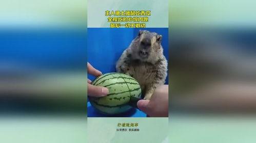 鼠可以吃瓜吗 第1张 鼠可以吃瓜吗 第1张