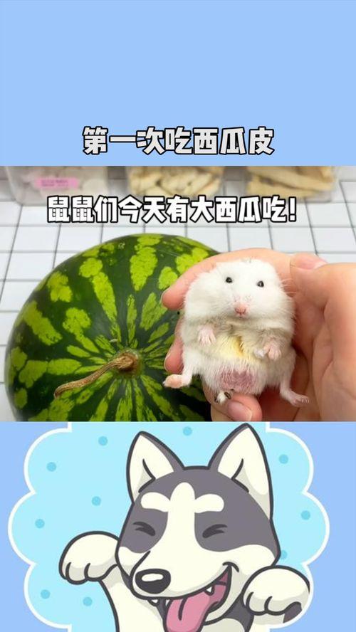 鼠可以吃瓜吗 第2张 鼠可以吃瓜吗 第2张