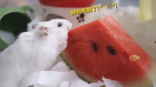 鼠可以吃瓜吗 第3张 鼠可以吃瓜吗 第3张