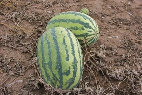 小麻吃瓜,揭秘娱乐圈那些不为人知的幕后故事  第1张