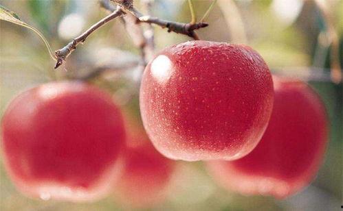 喜欢吃苹果瓜  第2张