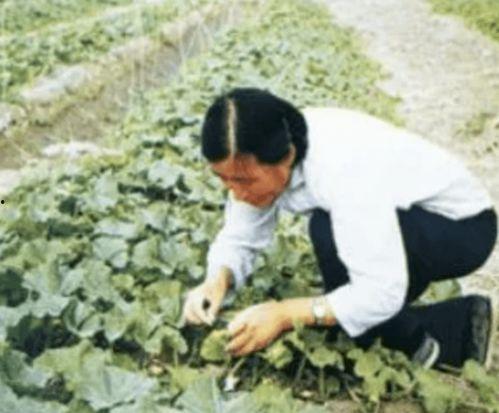 袁隆平同学吃瓜,瓜田里的科学探索与人生感悟  第1张