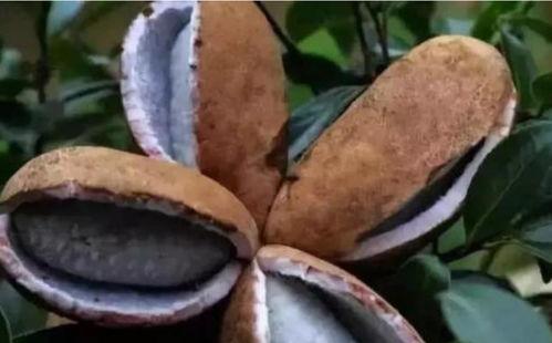 户外吃八月瓜,八月瓜的甜蜜邂逅  第1张