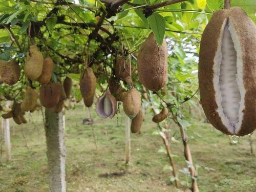 户外吃八月瓜,八月瓜的甜蜜邂逅  第2张