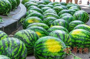 延边大学西部吃瓜,一场别开生面的“吃瓜”盛宴  第3张