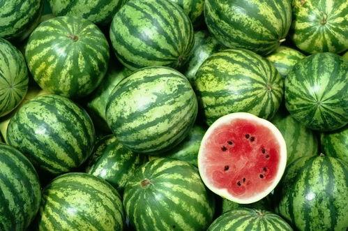 带头吃瓜西瓜视频  第1张