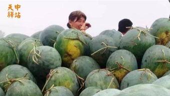 贵州花园吃瓜现场  第1张