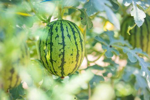 淮南寿县哪里吃瓜最好,探寻最佳吃瓜胜地 第3张 淮南寿县哪里吃瓜最好,探寻最佳吃瓜胜地 第3张