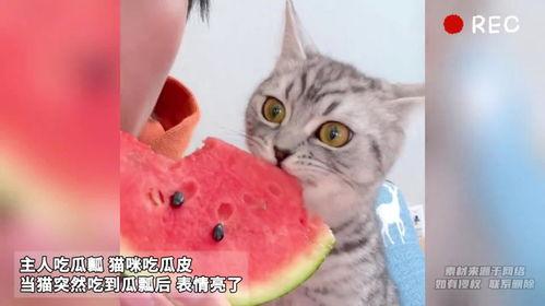 主人和猫吃瓜,瓜香四溢的悠闲时光