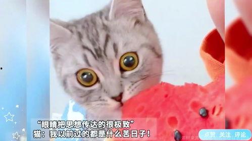 主人和猫吃瓜,瓜香四溢的悠闲时光