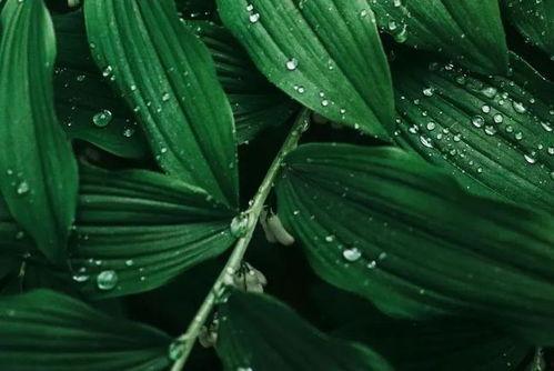 回首山河已入冬吃瓜,回首山河，品味岁月流转  第2张