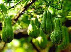 佛手瓜吃哪 第2张 佛手瓜吃哪 第2张