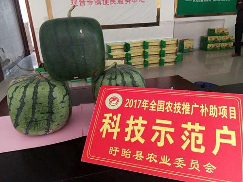 观音寺吃瓜,探寻古寺里的夏日美味