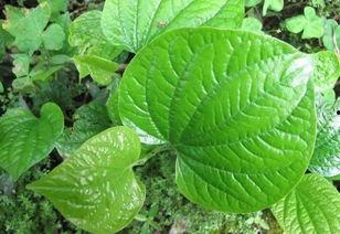 吃蜜瓜有股苦味,揭秘甜蜜背后的苦涩真相 第1张 吃蜜瓜有股苦味,揭秘甜蜜背后的苦涩真相 第1张